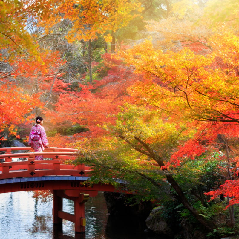 Pont en bois dans le parc d'automne, saison d'automne au Japon, Kyoto au Japon.
