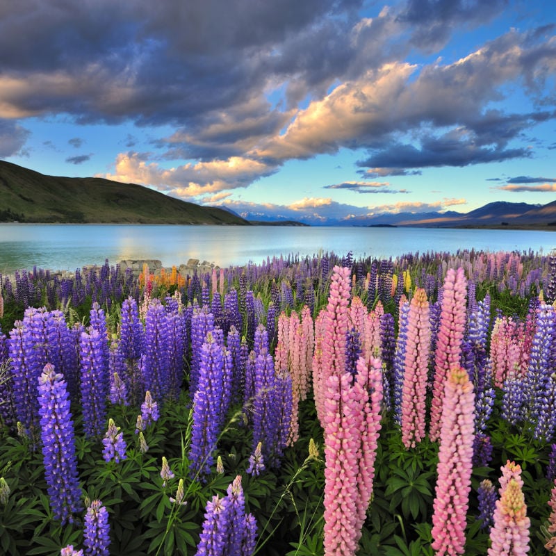 Lupins Fleurs violettes et roses sur les rives du lac Tekapo en Nouvelle-Zélande.